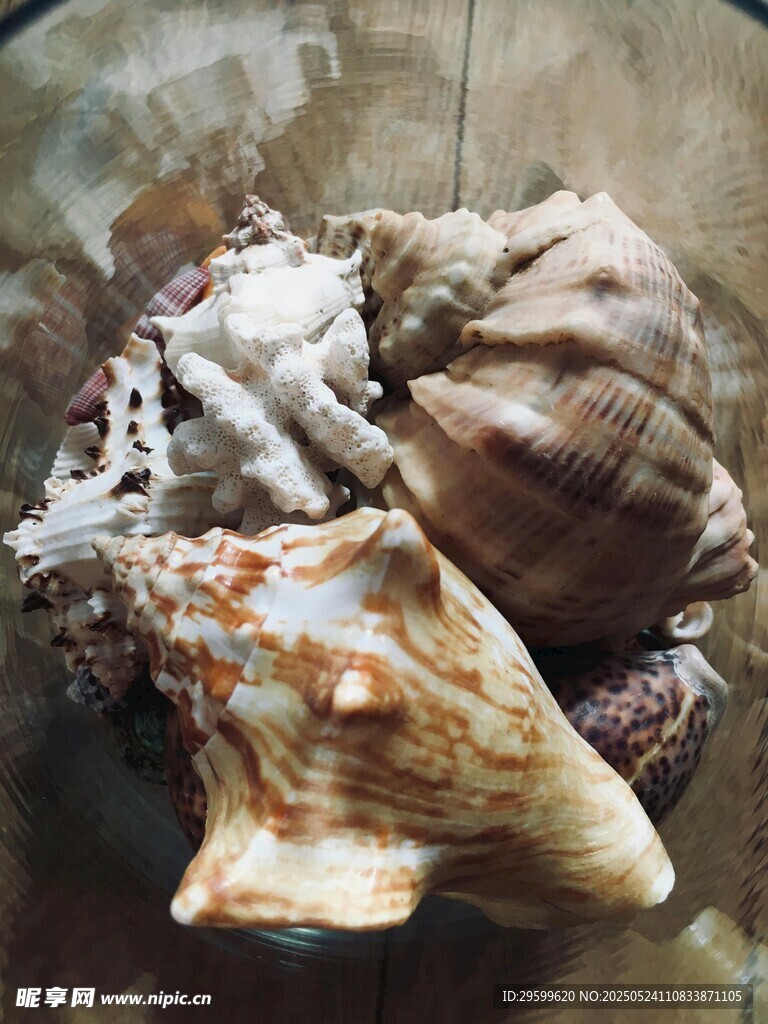 多彩海螺展示独特海洋魅力