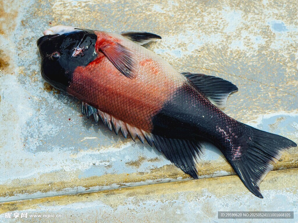 独特双色鱼特写