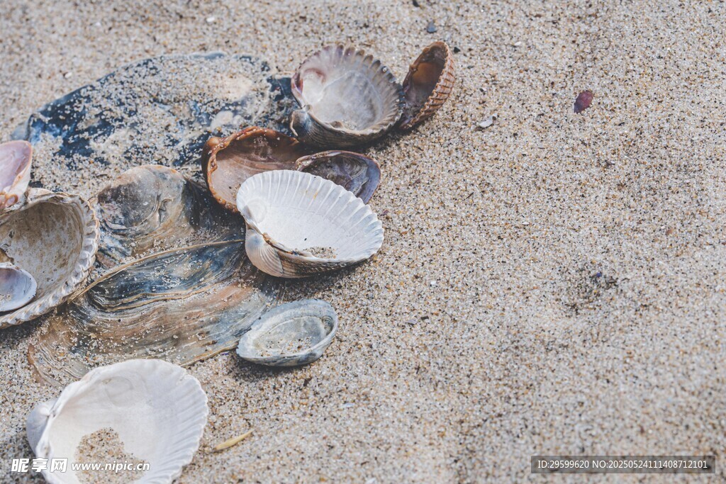 沙滩上散落的多彩贝壳