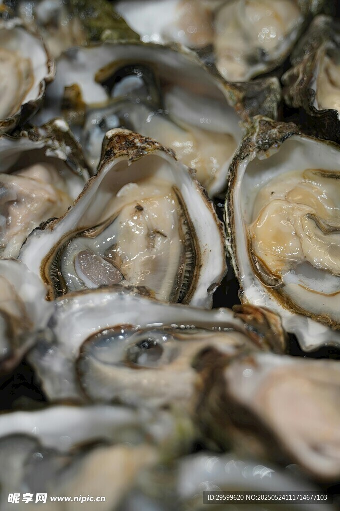 新鲜牡蛎特写