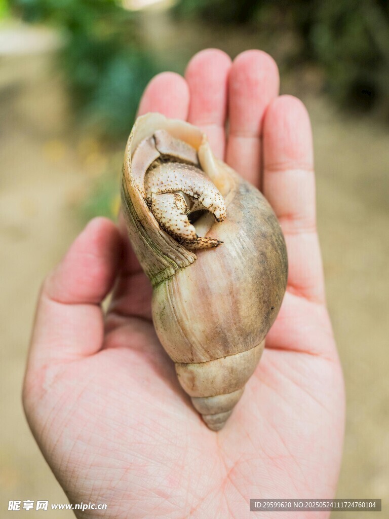手掌中的大蜗牛