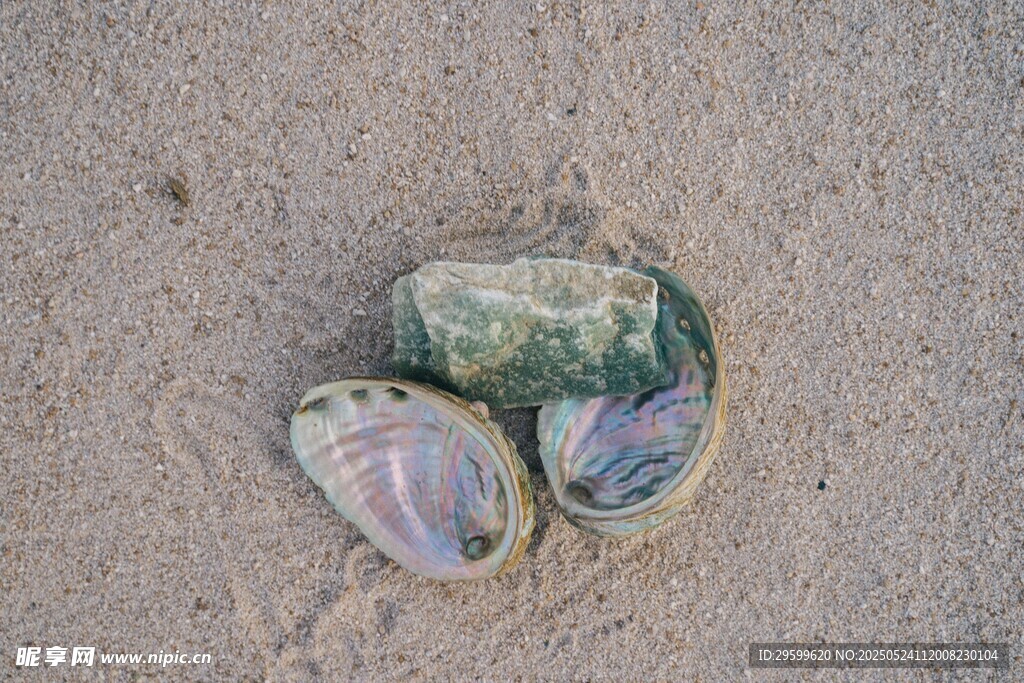 沙滩上的多彩贝壳