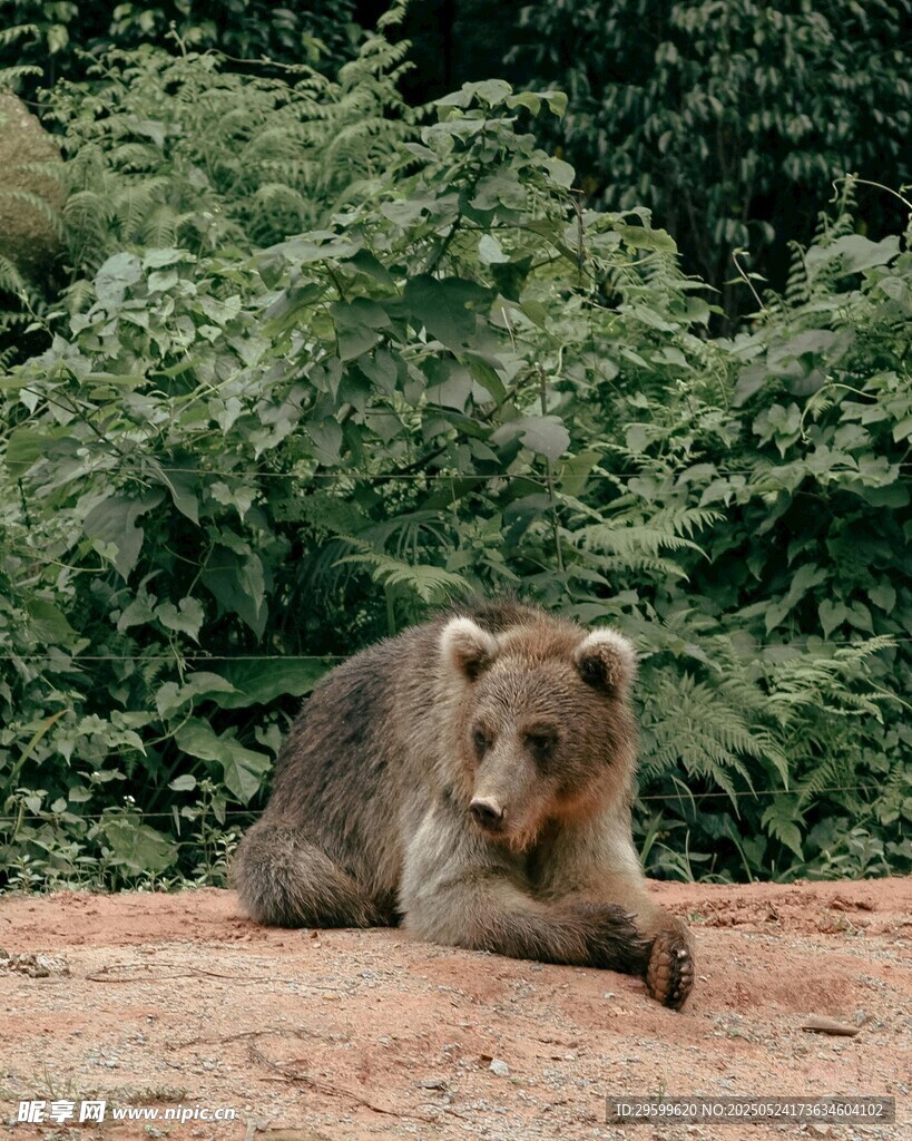 休憩的棕熊
