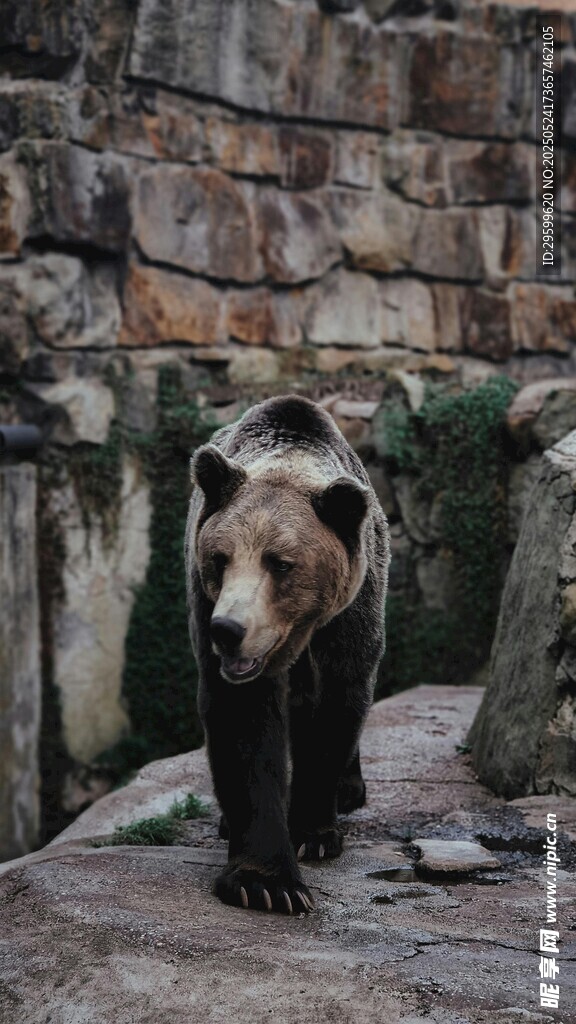 石墙边的棕熊