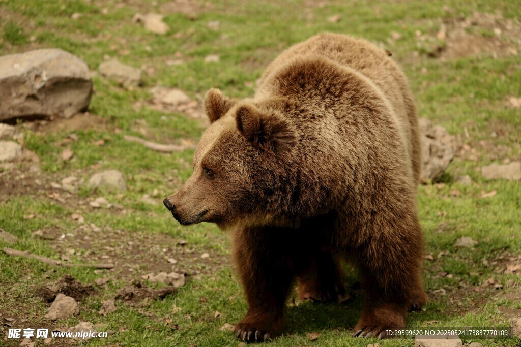 草地上的棕熊