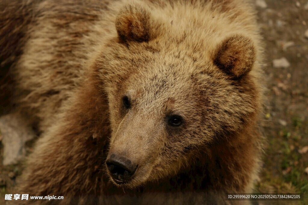 野外棕色大熊特写