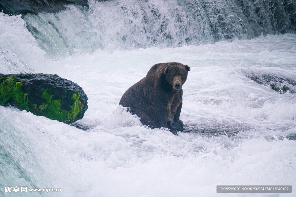 棕熊于瀑布中专注捕鱼