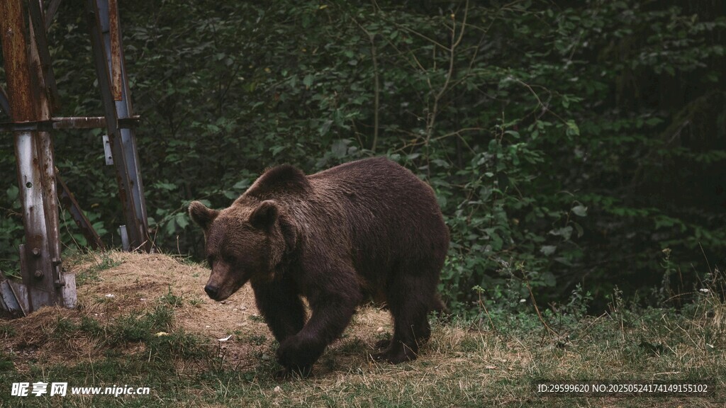 野外行走的健壮棕熊