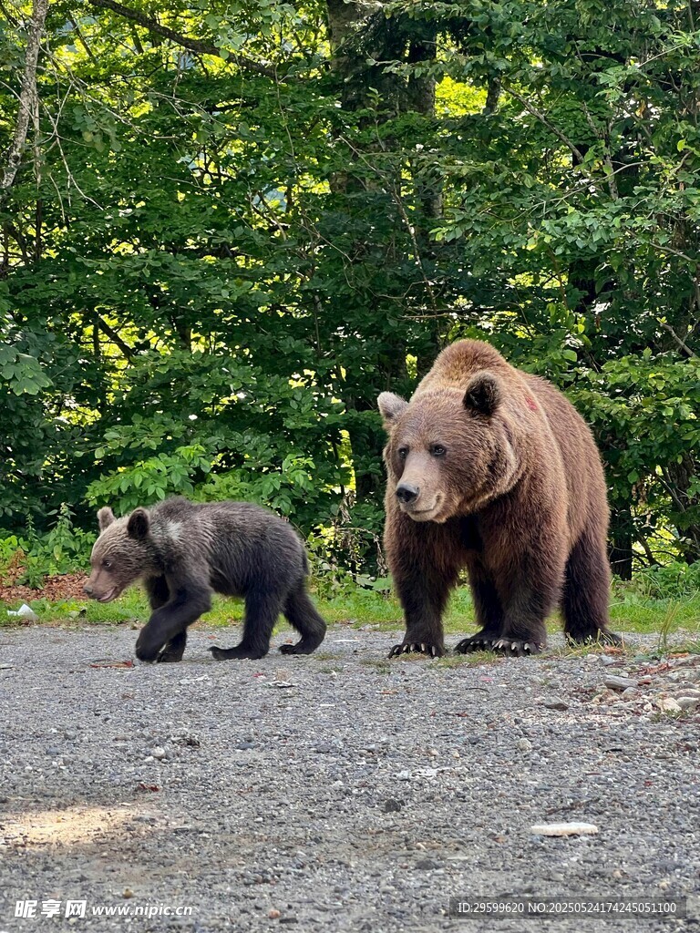 熊妈妈带小熊漫步林间