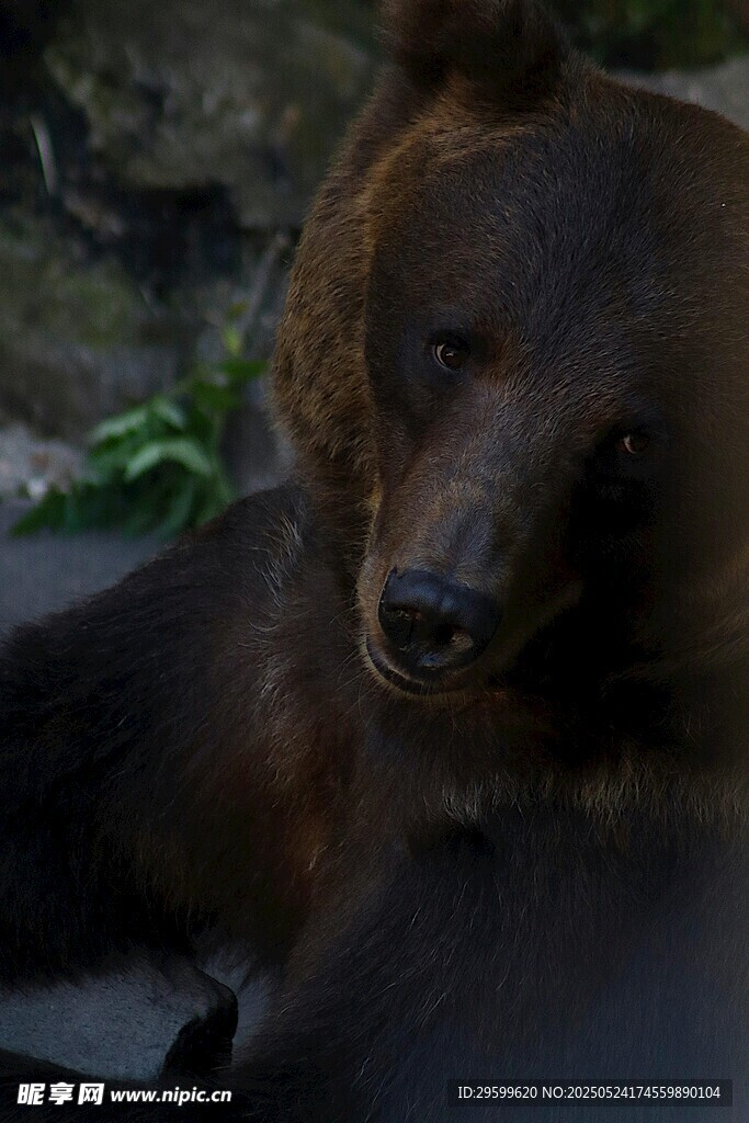 棕熊特写