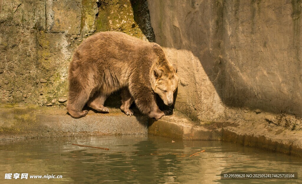 岸边棕熊俯身探向水面