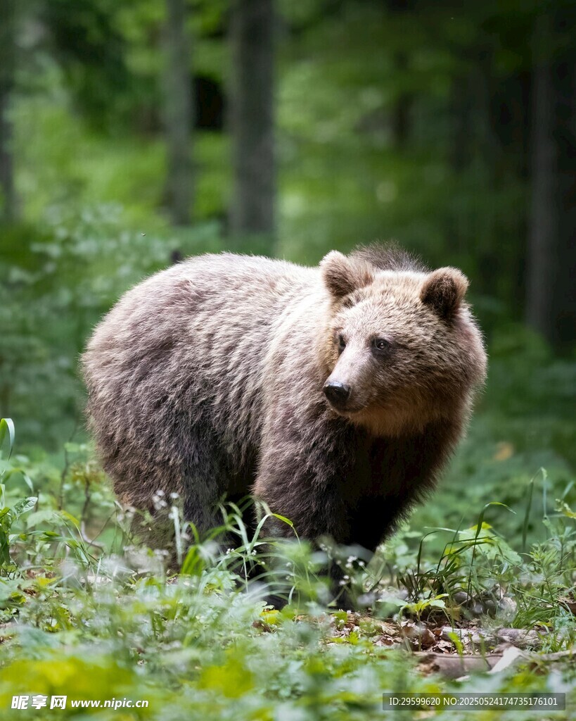 森林中的棕熊
