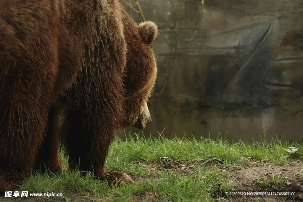 熊宝宝依偎在大熊身旁