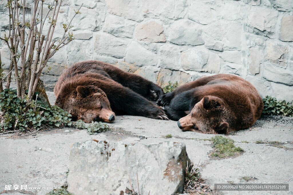 两只海狮趴地休憩