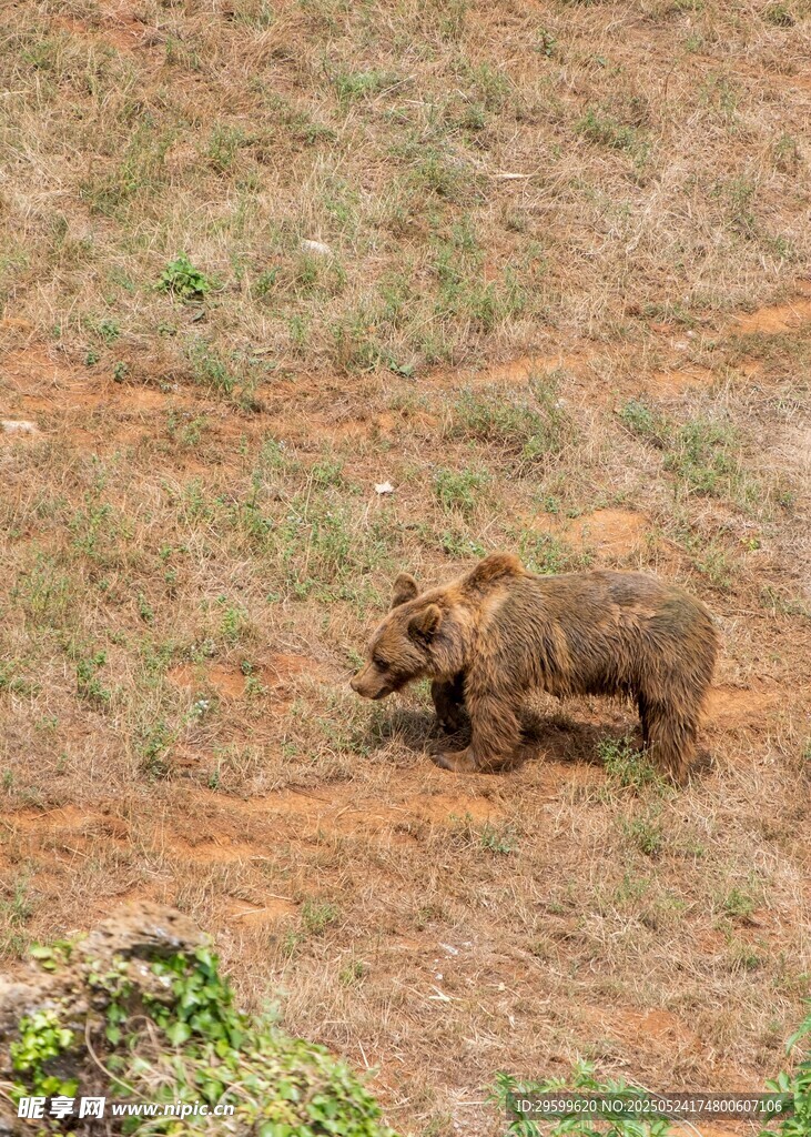 草原上独行的小犀牛