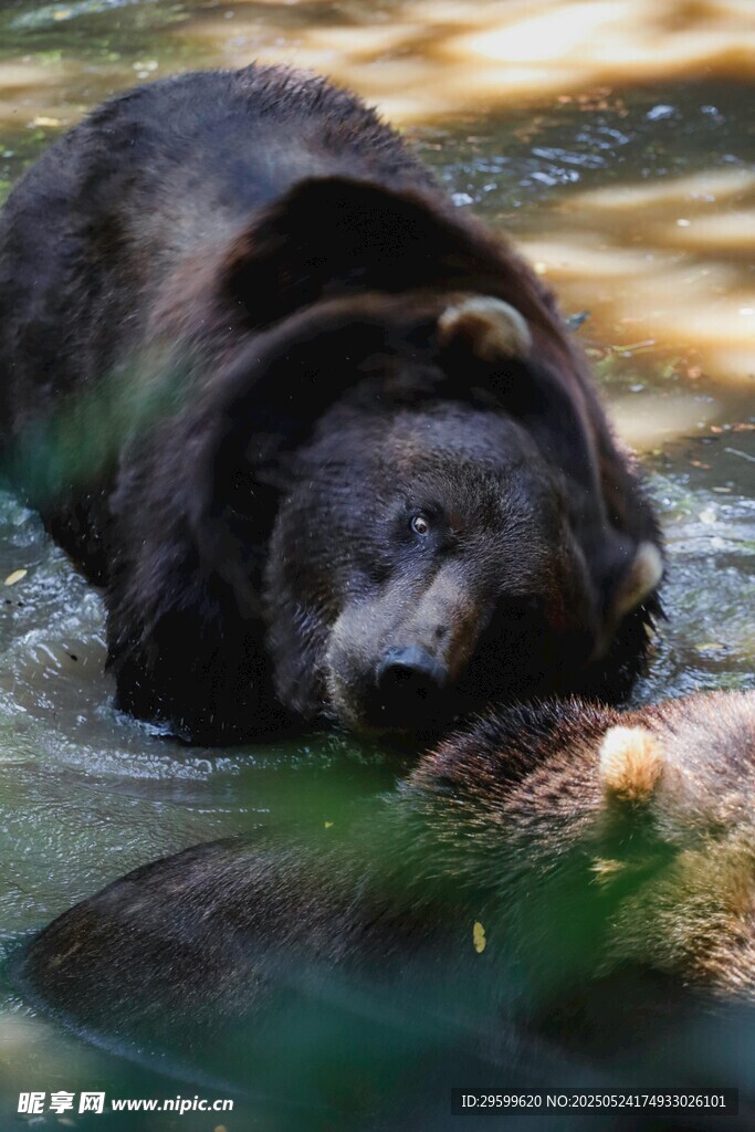 水中休憩的黑熊