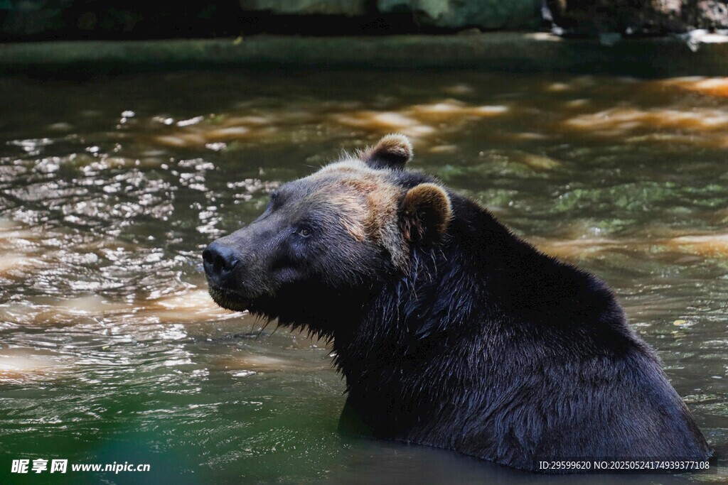 水中的熊
