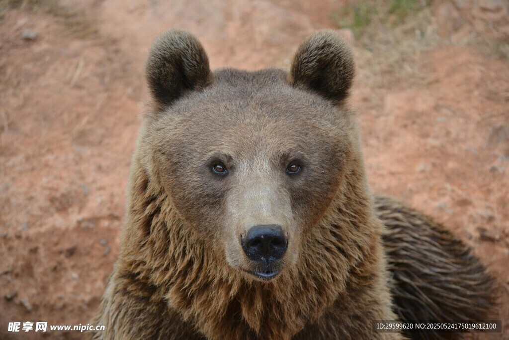 野外棕熊特写
