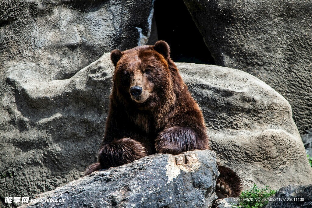 岩石上的棕熊