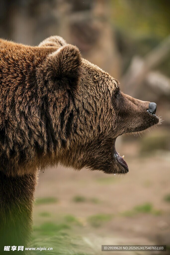 咆哮的棕熊