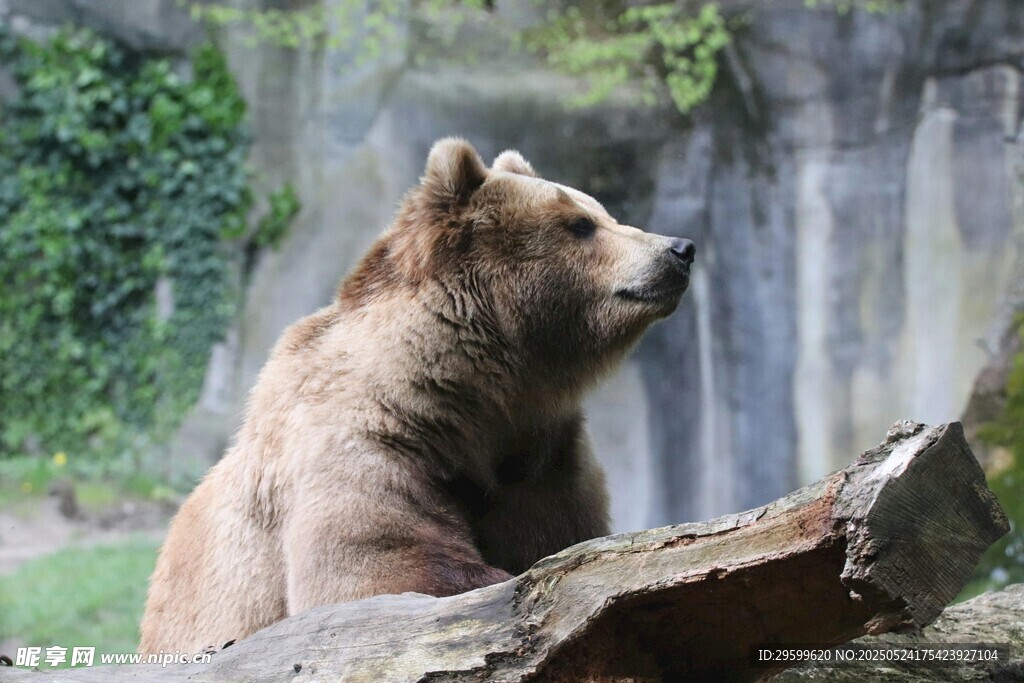 动物园中休憩的棕熊