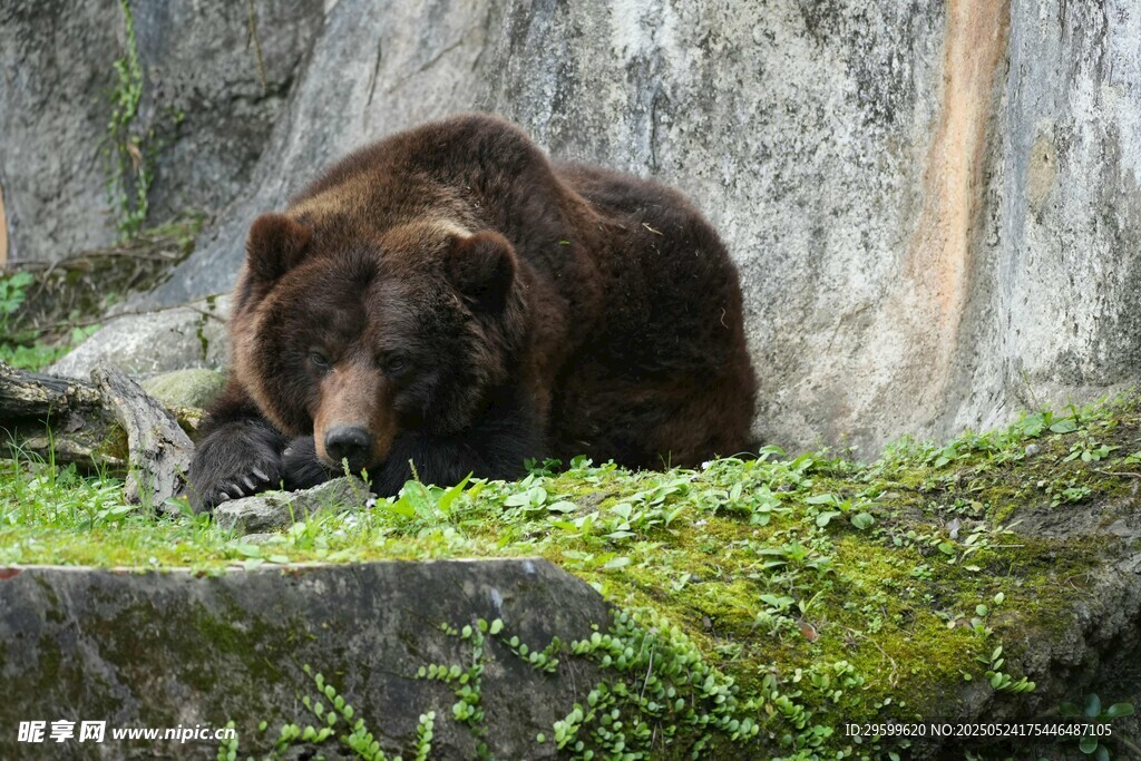 棕熊于草地岩石间休憩