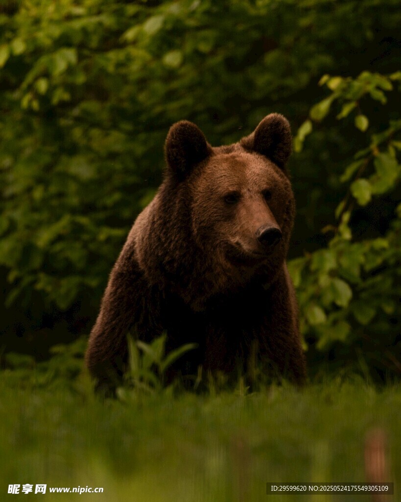 森林中漫步的棕熊