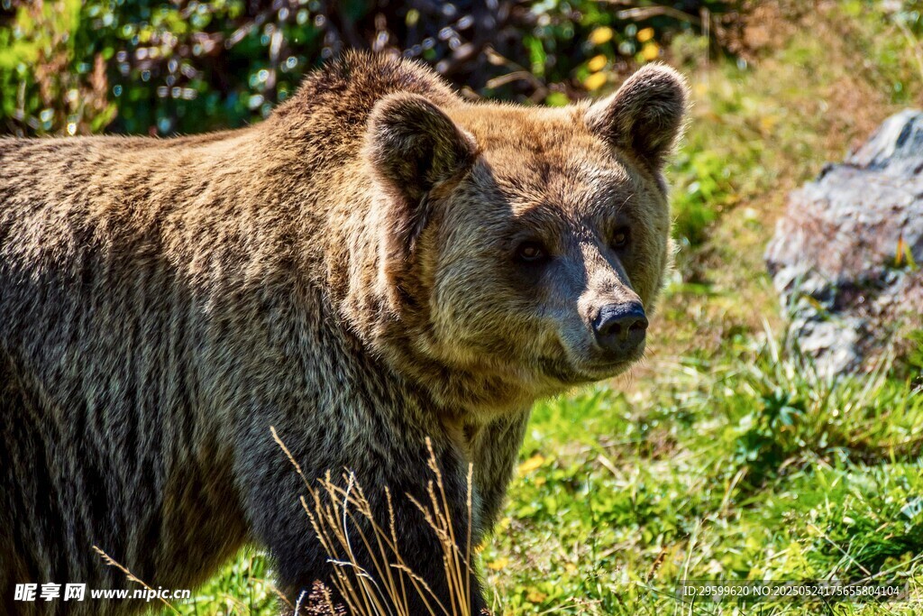 野外的棕色大熊