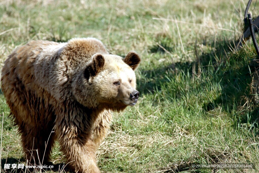 草原上的棕熊