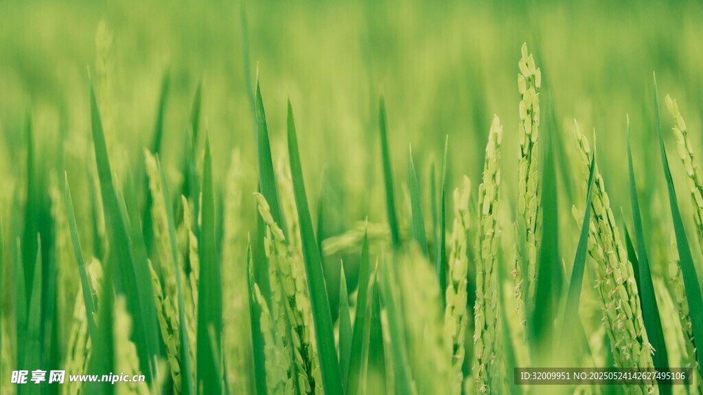翠绿稻田生机勃勃