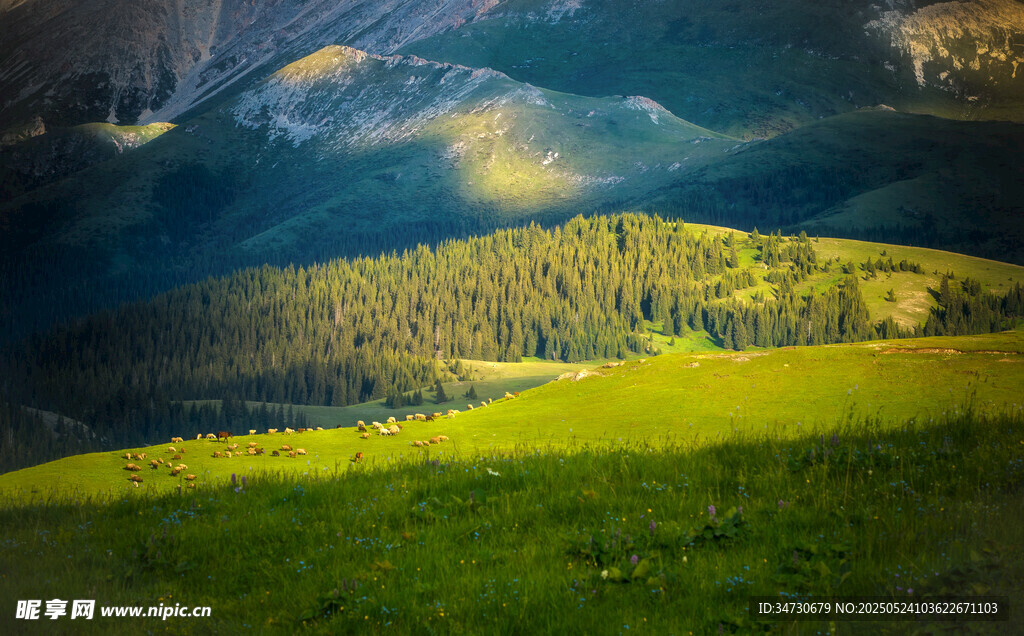 阳光照耀下的绿野山林