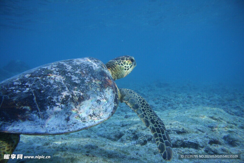 深海中的海龟遨游