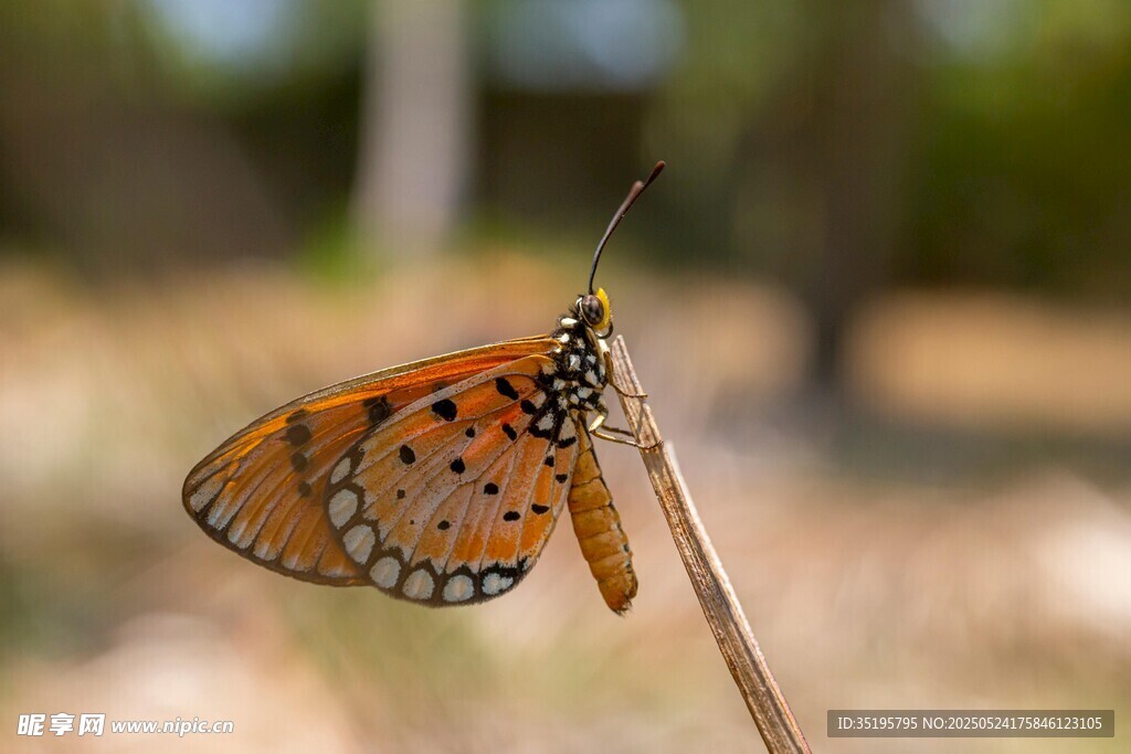 停在细枝上的斑斓蝴蝶