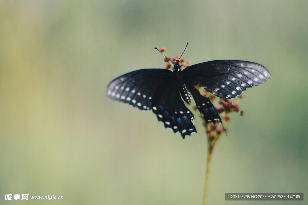 黑蝶停于草茎上