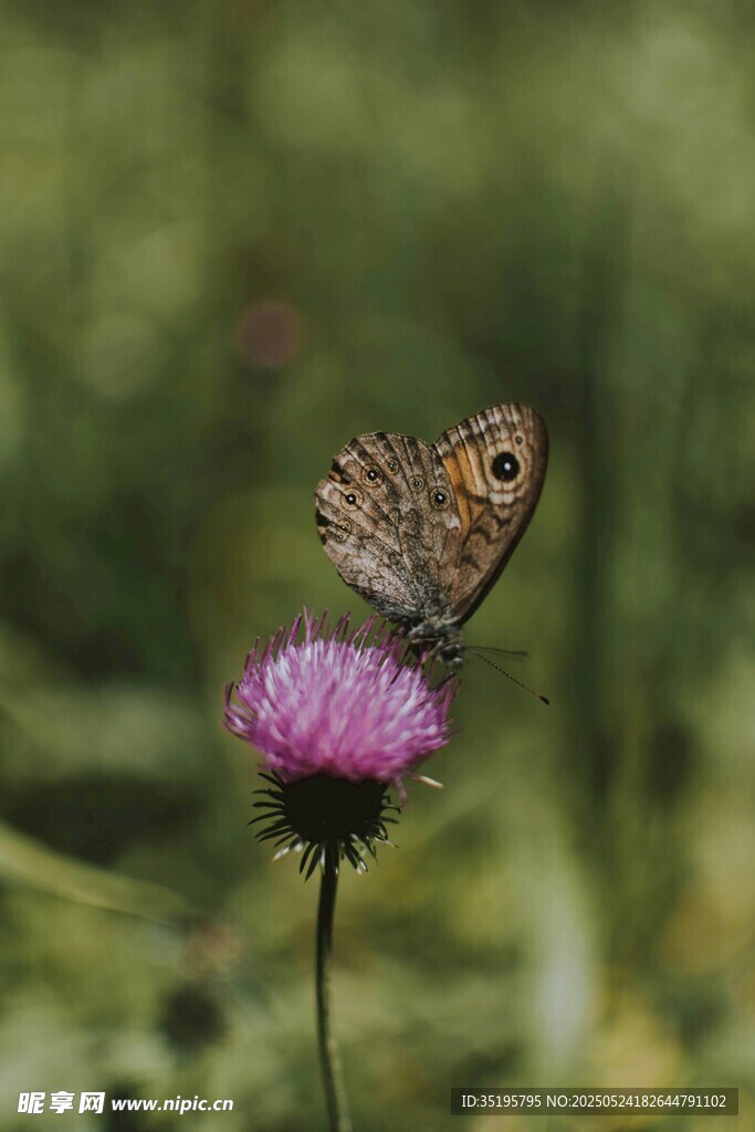 蝴蝶停驻在紫色花朵上