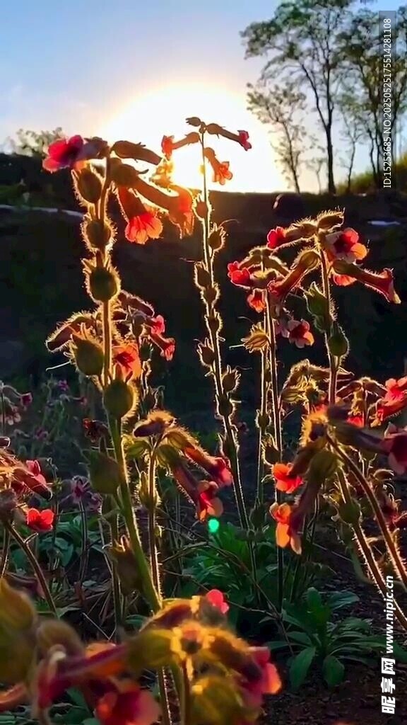 夕阳下绚烂的花朵植物