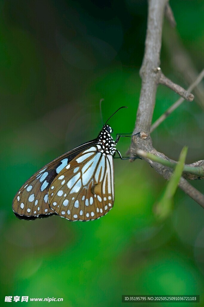 树枝上的斑斓蝴蝶