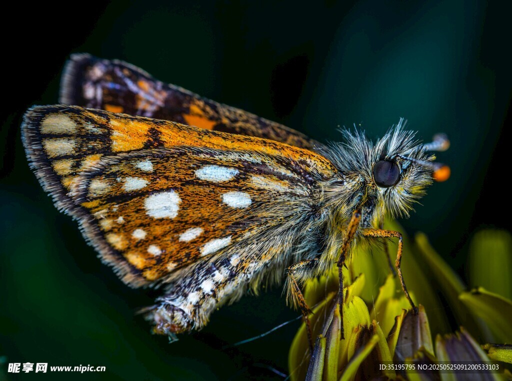 斑斓蝴蝶停驻于花朵上