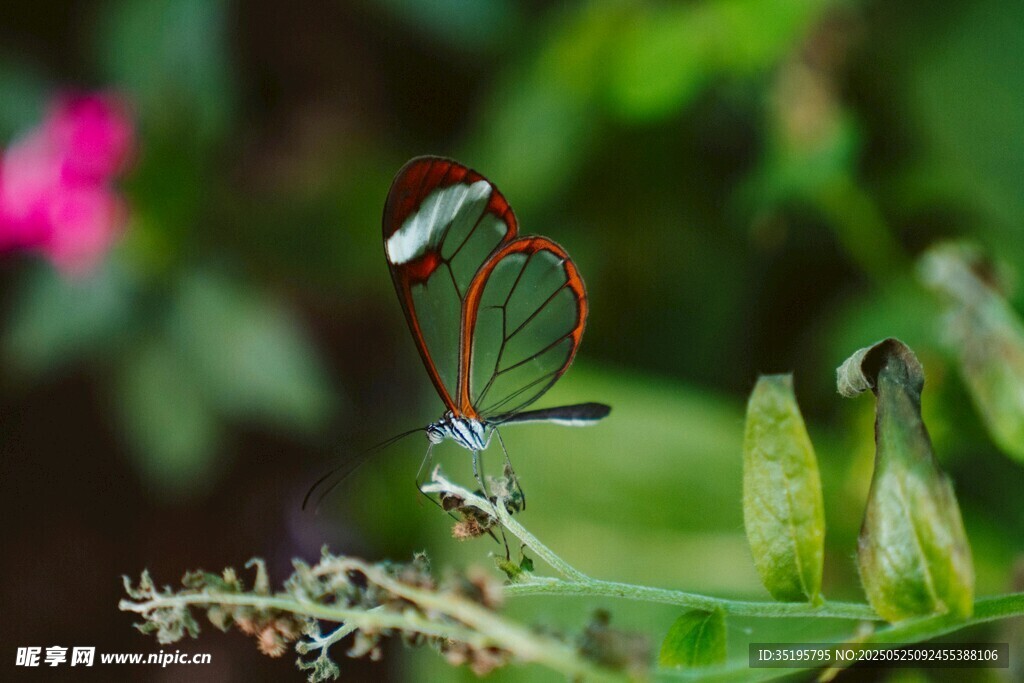 红翅蜻蜓停驻绿植间