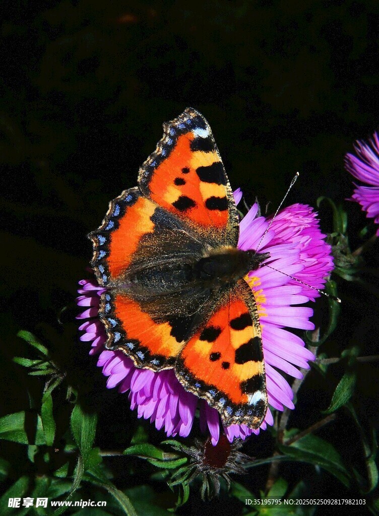 橙黑蝴蝶停于紫花上