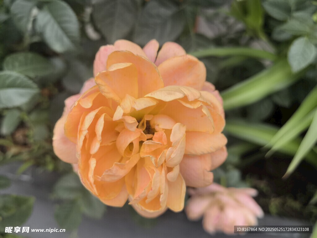 橙色娇艳月季花特写