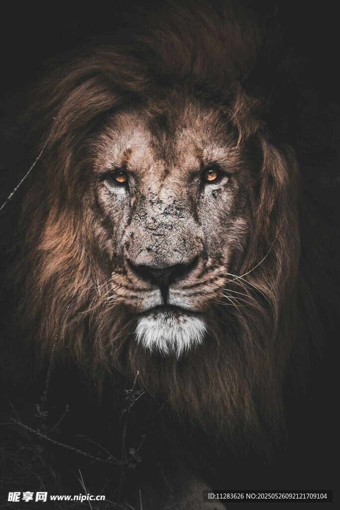 威严雄狮特写