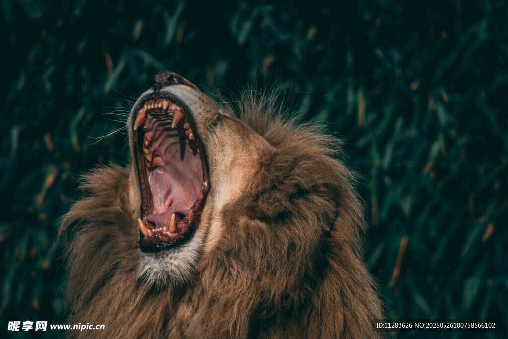 咆哮的雄狮