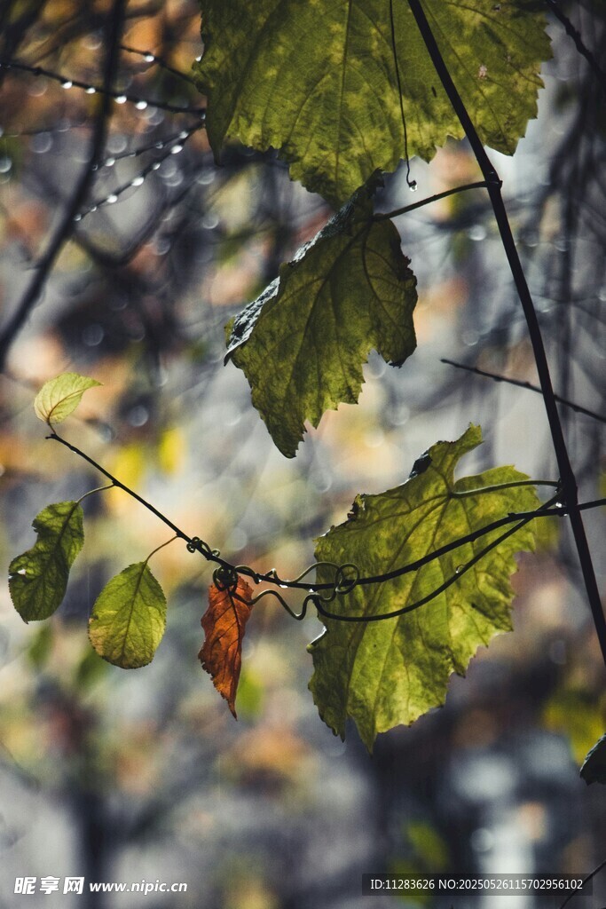 秋日枝头的翠绿与枯黄叶片
