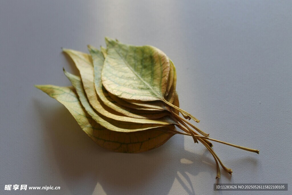 干枯叶片与根茎特写