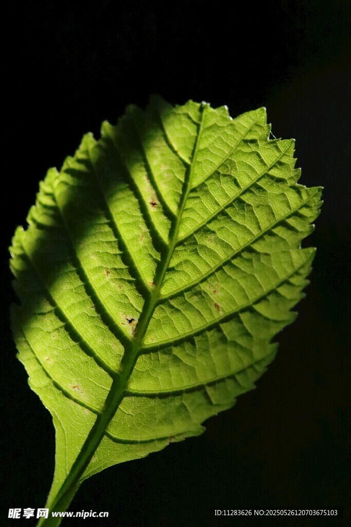 阳光下的翠绿叶片