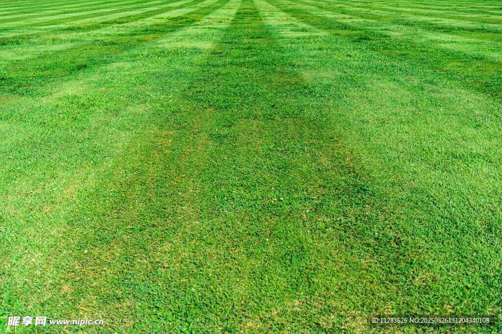 翠绿草坪的自然之美