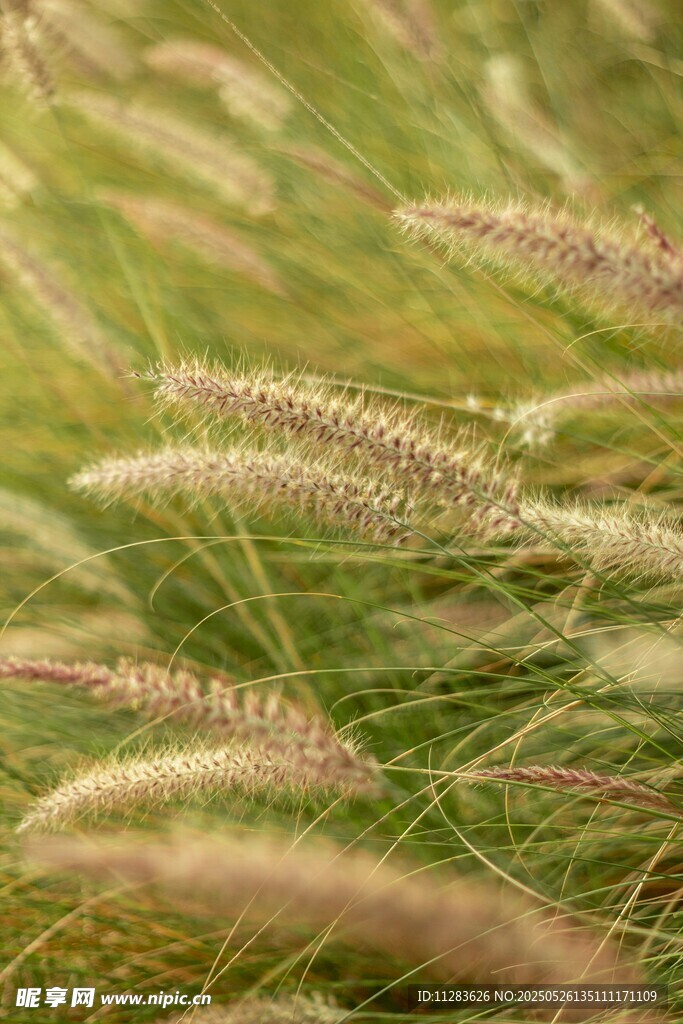 随风摇曳的狗尾草