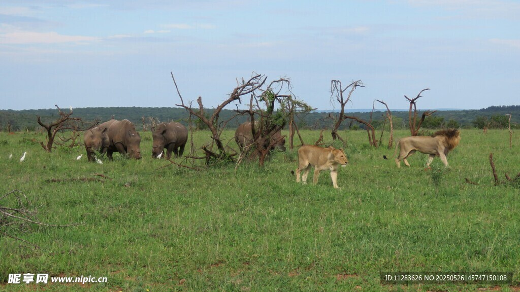 草原上的野生动物群