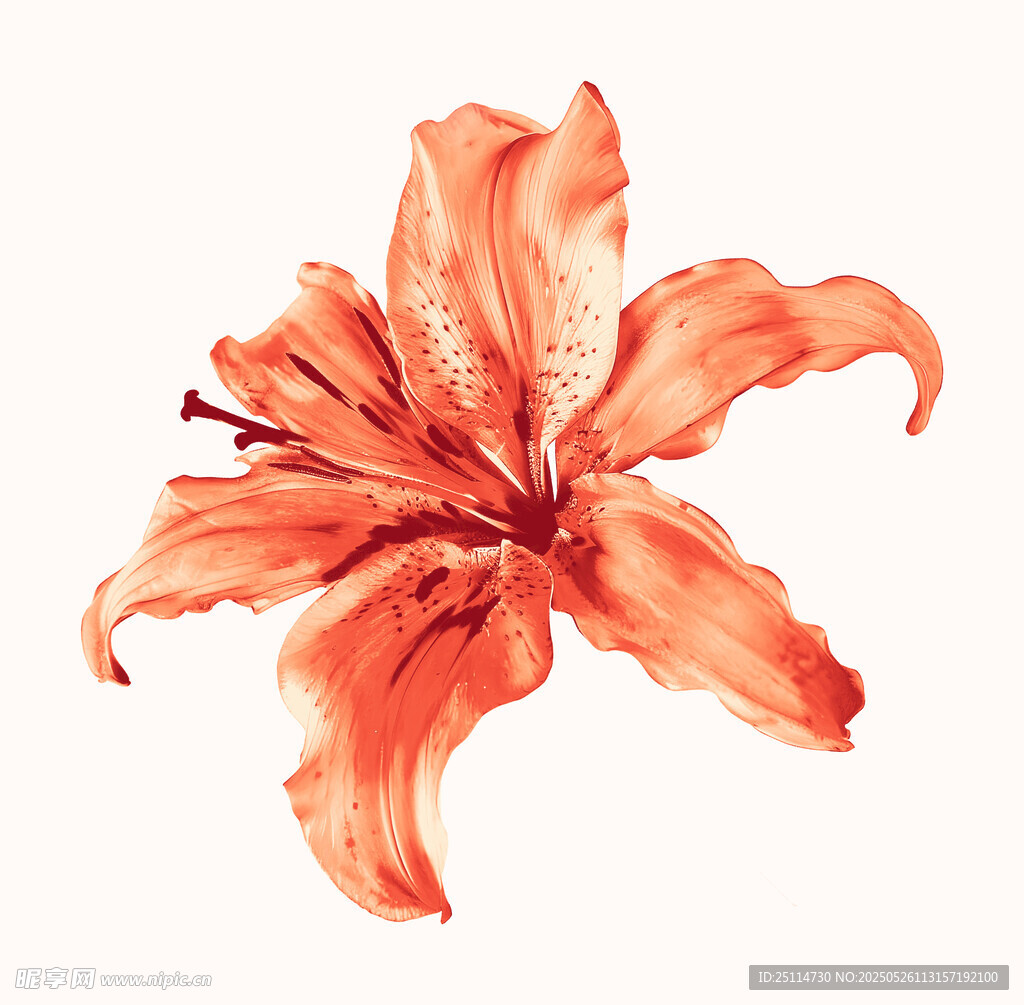 橙红色水彩百合花